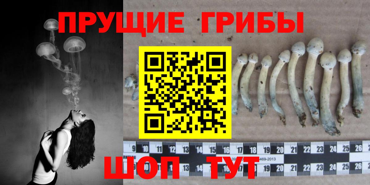 Торжок  Псилоцибиновые грибы Psilocybe  Вход с VPN 